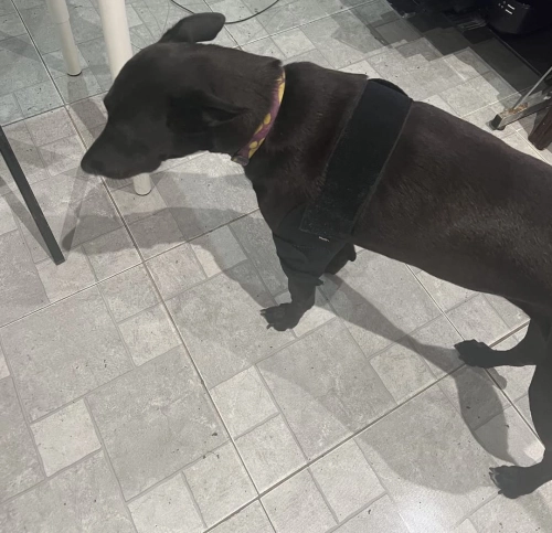 LISPOO Dog Elbow Braces For Offers Elbow Support And Protection review 