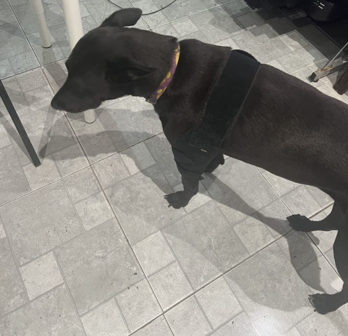 LISPOO Dog Elbow Braces For Offers Elbow Support And Protection review