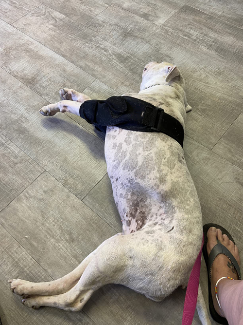 LISPOO Dog Elbow Braces For Offers Elbow Support And Protection review 