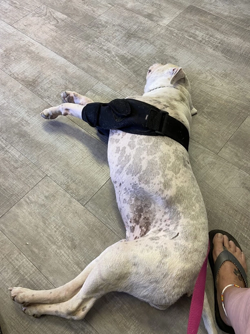 LISPOO Dog Elbow Braces For Offers Elbow Support And Protection review 