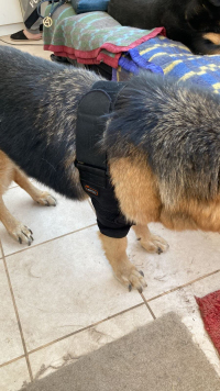 LISPOO Dog Elbow Braces For Offers Elbow Support And Protection review 0