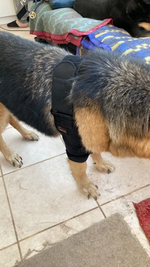 LISPOO Dog Elbow Braces For Offers Elbow Support And Protection review 