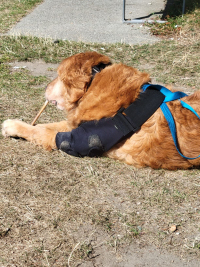 LISPOO Dog Elbow Braces For Offers Elbow Support And Protection review 0