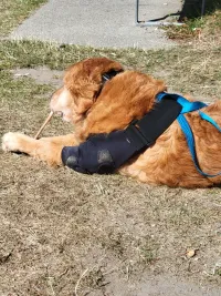 LISPOO Dog Elbow Braces For Offers Elbow Support And Protection review 0