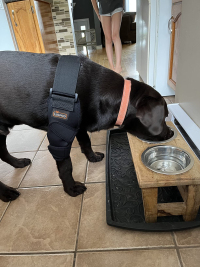 LISPOO Dog Elbow Braces For Offers Elbow Support And Protection review 2