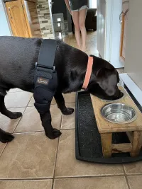 LISPOO Dog Elbow Braces For Offers Elbow Support And Protection review 2