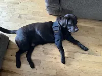 LISPOO Dog Elbow Braces For Offers Elbow Support And Protection review 0