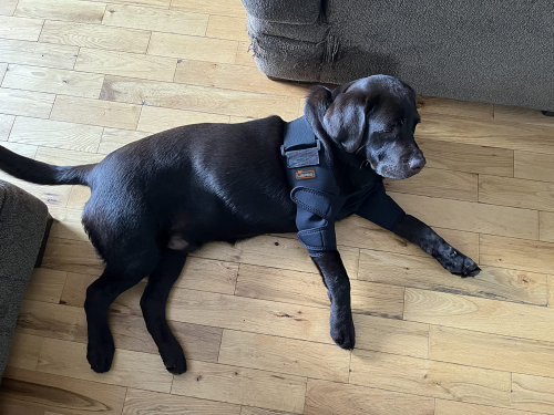 LISPOO Dog Elbow Braces For Offers Elbow Support And Protection review 