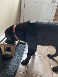 LISPOO Dog Elbow Braces For Offers Elbow Support And Protection review 1