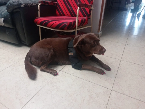 LISPOO Dog Elbow Braces For Offers Elbow Support And Protection review 