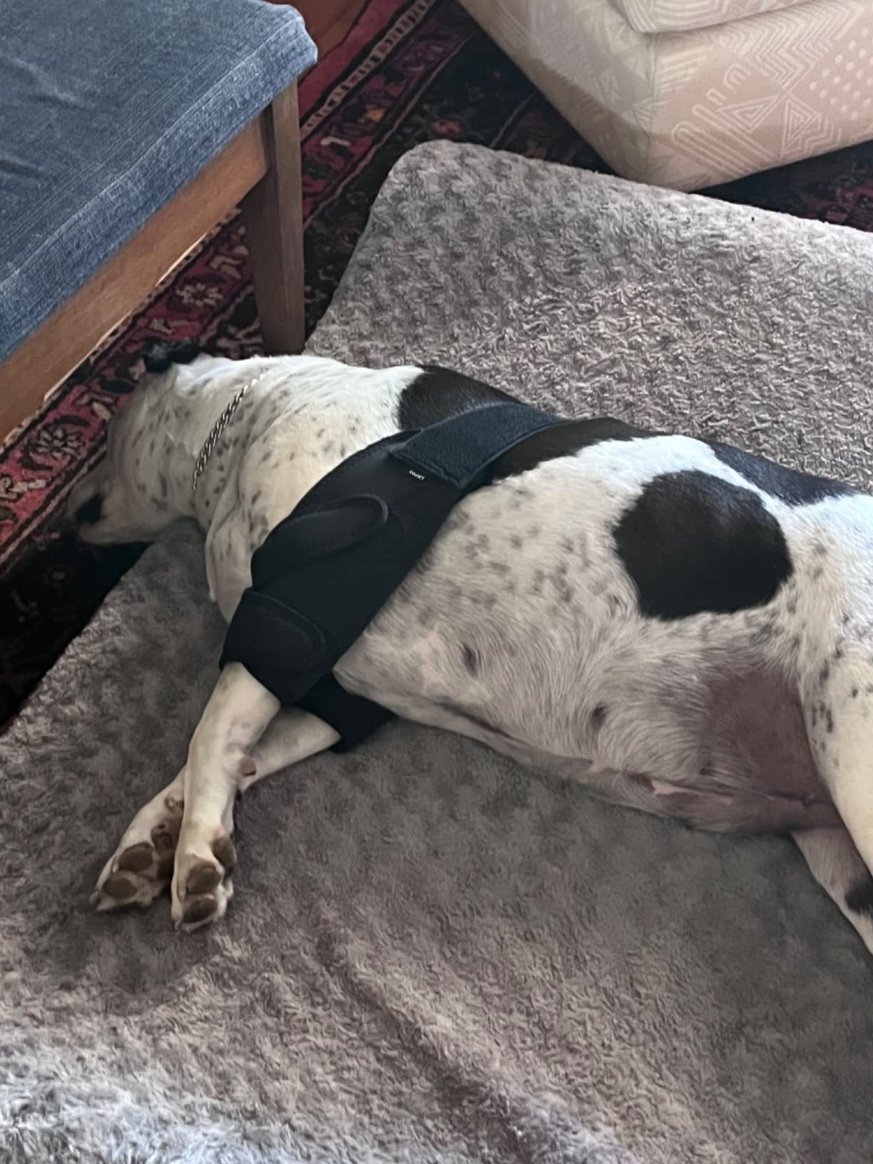 LISPOO Dog Elbow Braces For Offers Elbow Support And Protection review 0