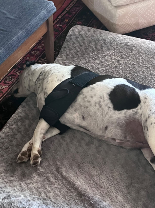 LISPOO Dog Elbow Braces For Offers Elbow Support And Protection review 