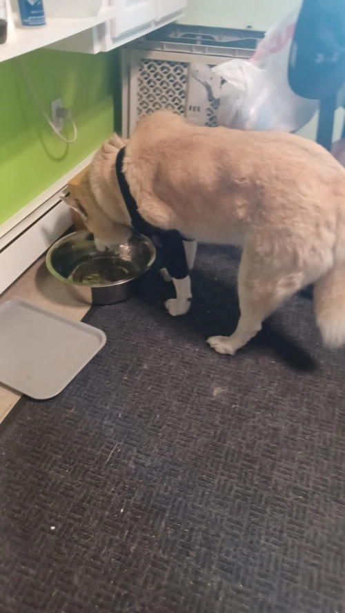 LISPOO Dog Elbow Braces For Offers Elbow Support And Protection review 