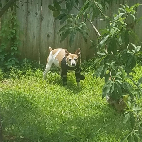 Dog Leg Brace for Fix Elbow Joints Injure review 