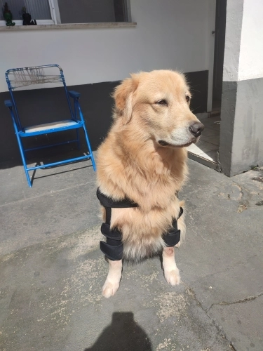 Dog Leg Brace for Fix Elbow Joints Injure review 