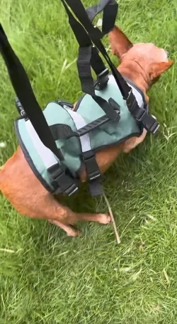 Dog Lift Harness for Front Leg Support review  Gabrielle Harrison 02