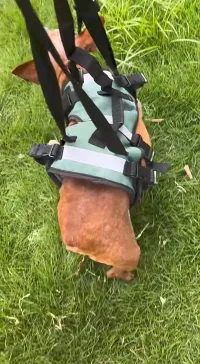 Dog Lift Harness for Front Leg Support review 0