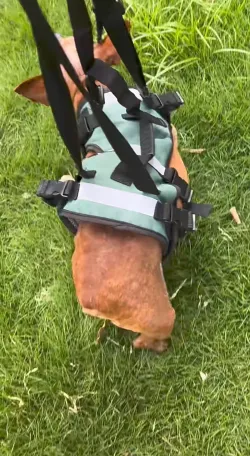 Dog Lift Harness for Front Leg Support review  Gabrielle Harrison 01