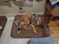 Dog Lift Harness for Front Legs review 0