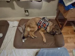 Dog Lift Harness for Front Legs review  Maureen Meredith 01