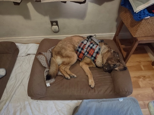 Dog Lift Harness for Front Legs review 