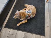 Dog Lift Harness for Front Legs review 4