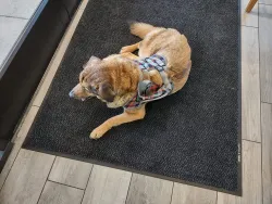 Dog Lift Harness for Front Legs review  Maureen Meredith 05