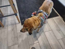 Dog Lift Harness for Front Legs review  Maureen Meredith 02