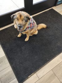 Dog Lift Harness for Front Legs review 2