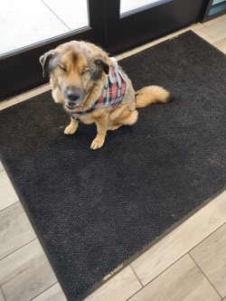 Dog Lift Harness for Front Legs review Maureen Meredith 03