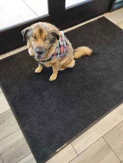 Dog Lift Harness for Front Legs review  Maureen Meredith 03