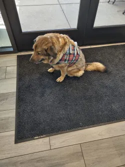 Dog Lift Harness for Front Legs review  Maureen Meredith 04