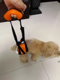 Dog Sling for Back Legs review 1