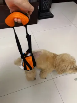 Dog Sling for Back Legs review Oscar Hood 02
