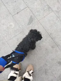 Dog Sling for Back Legs review 0