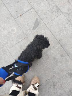 Dog Sling for Back Legs review Hogan Wilde