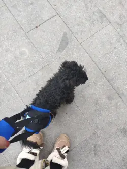 Dog Sling for Back Legs review Hogan Wilde