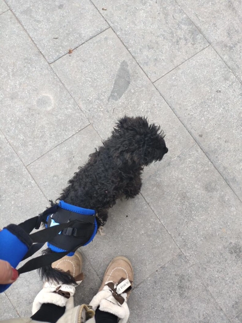 Dog Sling for Back Legs review 