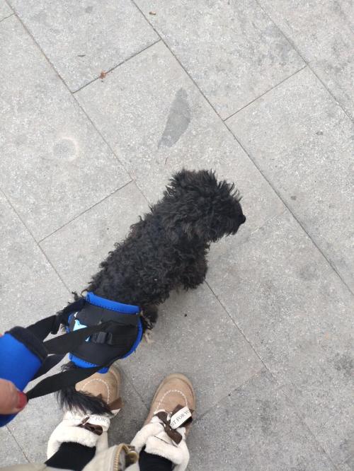 Dog Sling for Back Legs review