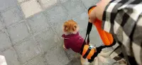 Dog Sling for Back Legs review 0