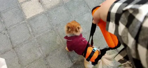 Dog Sling for Back Legs review 
