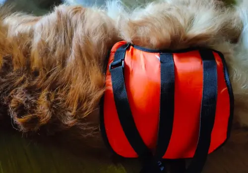 Dog Sling for Back Legs review 
