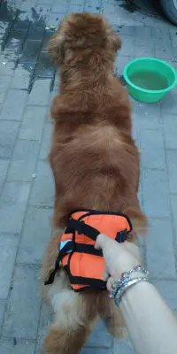 Dog Sling for Back Legs review 1