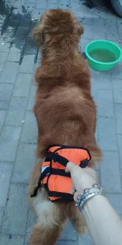 Dog Sling for Back Legs review Sophia Dierser 02