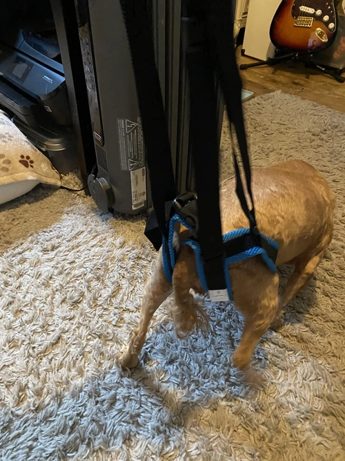 Dog Sling For Back Legs Harness review 