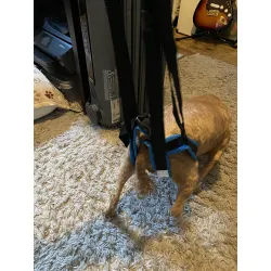 Dog Sling For Back Legs Harness review Bernard Eden 01