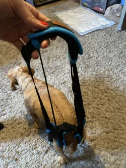 Dog Sling For Back Legs Harness review Bernard Eden 03