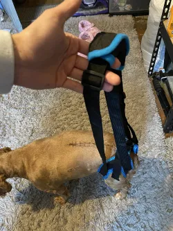 Dog Sling For Back Legs Harness review Bernard Eden 02