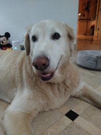Dog Lift and Mobility Support Harness review 0