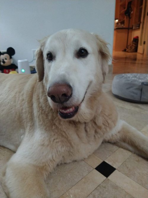 Dog Lift and Mobility Support Harness review 